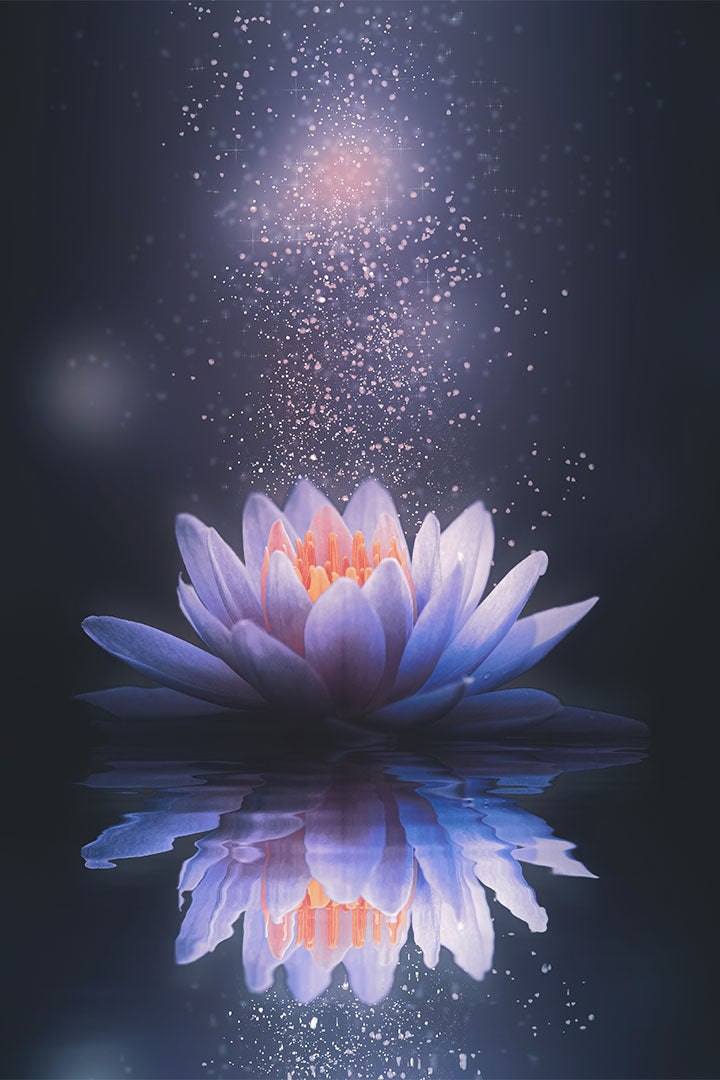 Flor de Lótus