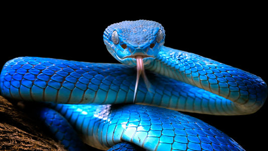 Cobra Azul