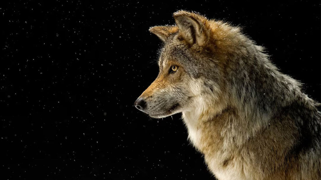 O que o Lobo Representa?